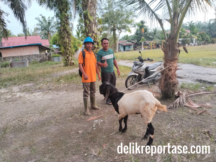 Idul Adha 1446 H, PT WSSI Siak Bagikan 3 Ekor Kambing dan 1 Ekor Sapi