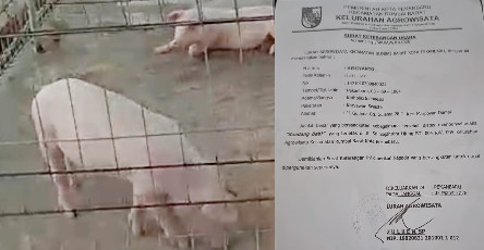 Izin Kandang Babi Lurah Agrowisata Diprotes, LSM Gempur Desak Walikota Pekanbaru Lengserkan Zulken