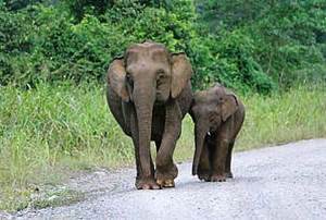 Gajah Lampung Turun ke Pemukiman