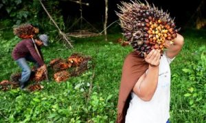DPRD Pelalawan Berusaha Tingkatkan PAD Dari Sawit