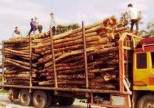 APAKRI Himbau Usaha Angktan Kayu Untuk Mendaftarkan Diri