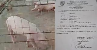 Izin Kandang Babi Lurah Agrowisata Diprotes, LSM Gempur Desak Walikota Pekanbaru Lengserkan Zulken