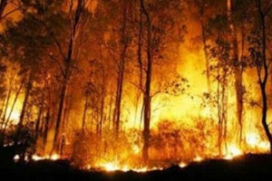 Desa Seberida Nyaris Terbakar